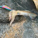 La saison de pêche au calamar arrive voici le matériel que j’utilise pendant cette période
